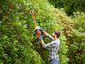 BLACK + DECKER BEHTS401 Hedge Strimmer® with Saw Blade 55cm 500W 240V – – Now available at MTN Shop UK.