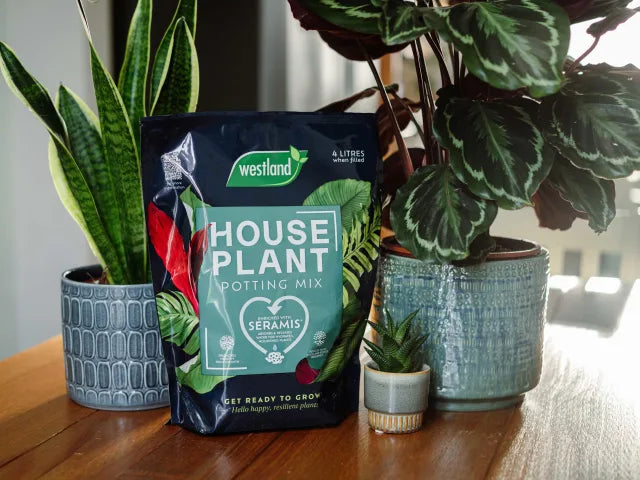 Westland Houseplant Potting Mix 4 litre – – Now available at MTN Shop UK. - imagen 2
