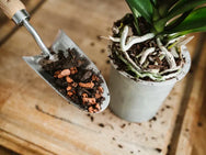 Westland Orchid Potting Mix 4 litre – – Now available at MTN Shop UK. - imagen 3