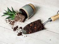 Westland Cacti & Succulent Potting Mix 4 litre – – Now available at MTN Shop UK. - imagen 3