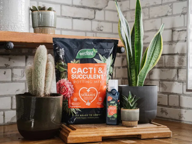 Westland Cacti & Succulent Potting Mix 4 litre – – Now available at MTN Shop UK. - imagen 2