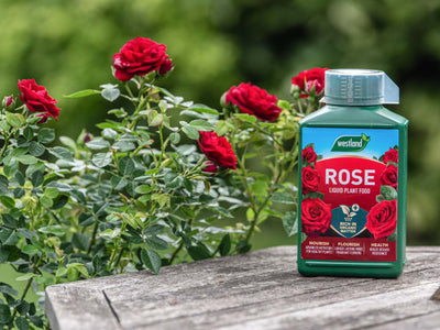 Westland Rose High Performance Liquid Plant Food 1 litre – – Now available at MTN Shop UK.
