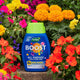 Westland Boost All Purpose Liquid Plant Feed 1 litre